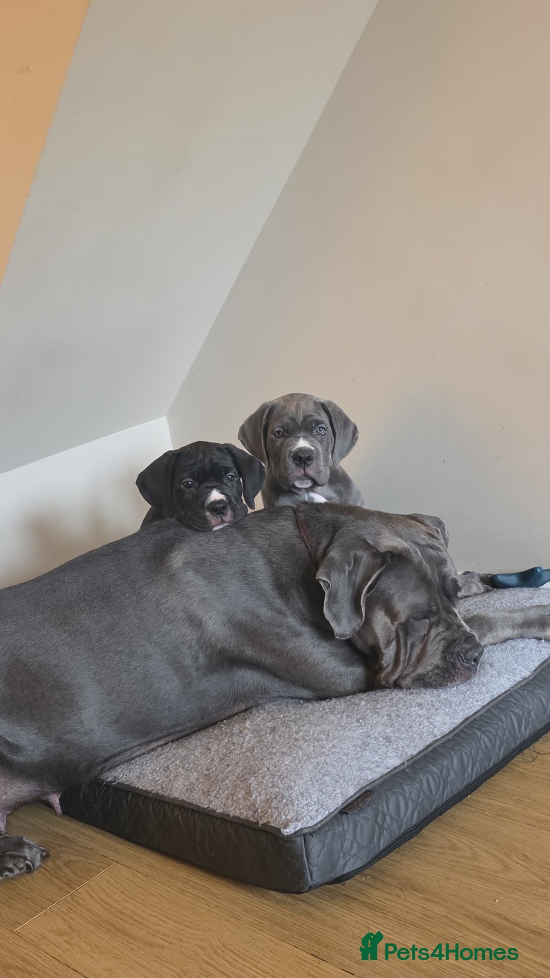 Cane Corso dogs for sale: last female cane corso pup left - Image 5