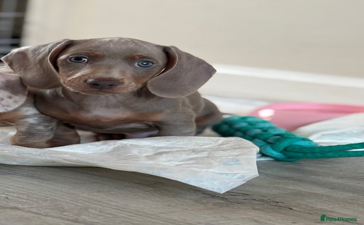 Miniature Dachshund dogs - Advert 1
