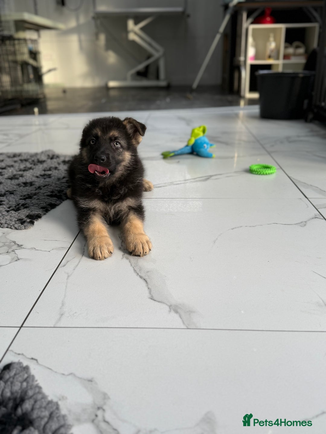 German Shepherd dogs for sale: ❤️KC HEALTH TESTED PARENTS ❤️ - Image 6