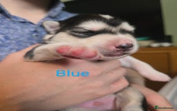 Siberian Husky dogs for sale: Wooly Siberian huskys - Image 7