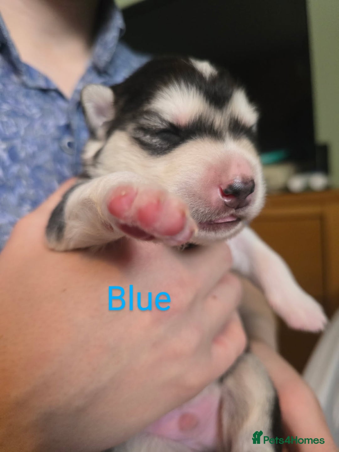 Siberian Husky dogs for sale: Wooly Siberian huskys - Image 7