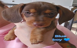 Miniature Dachshund dogs for sale:  Miniature Dachshunds ready to go Friday 19th Sept - Image 30