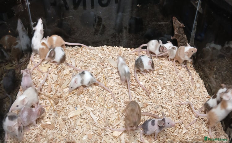Mouse rodents - Advert 1