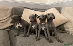 Whippet dogs for sale: ⭐️ Beautifully bred whippet pups ⭐️ - Image 12