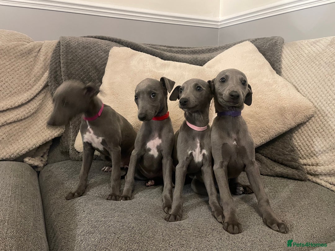 Whippet dogs for sale: ⭐️ Beautifully bred whippet pups ⭐️ - Image 12