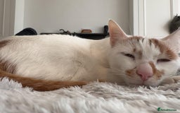 Mixed Breed cats for adoption: HUNK -INTELLIGENT- ALPHA BOY - IN PRIME CONDITION  - Image 2