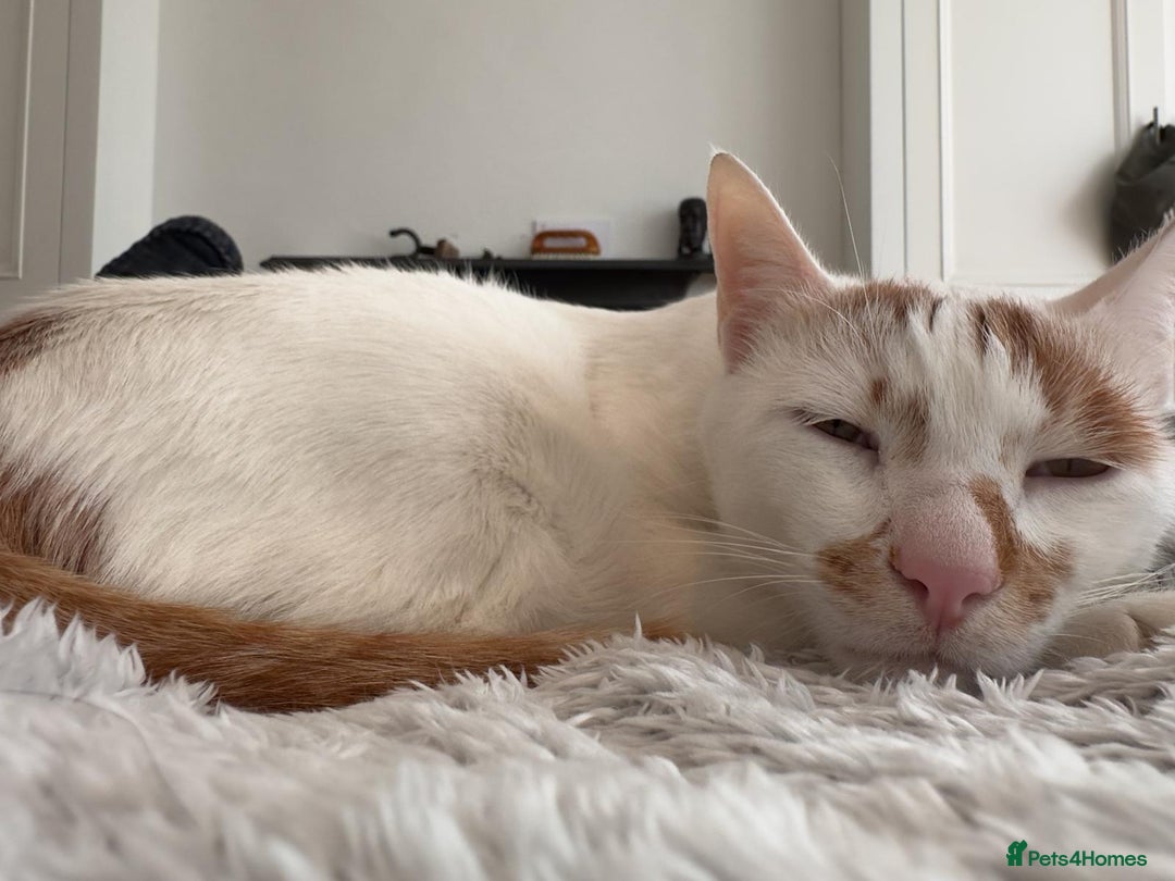 Mixed Breed cats for adoption: HUNK -INTELLIGENT- ALPHA BOY - IN PRIME CONDITION  - Image 2