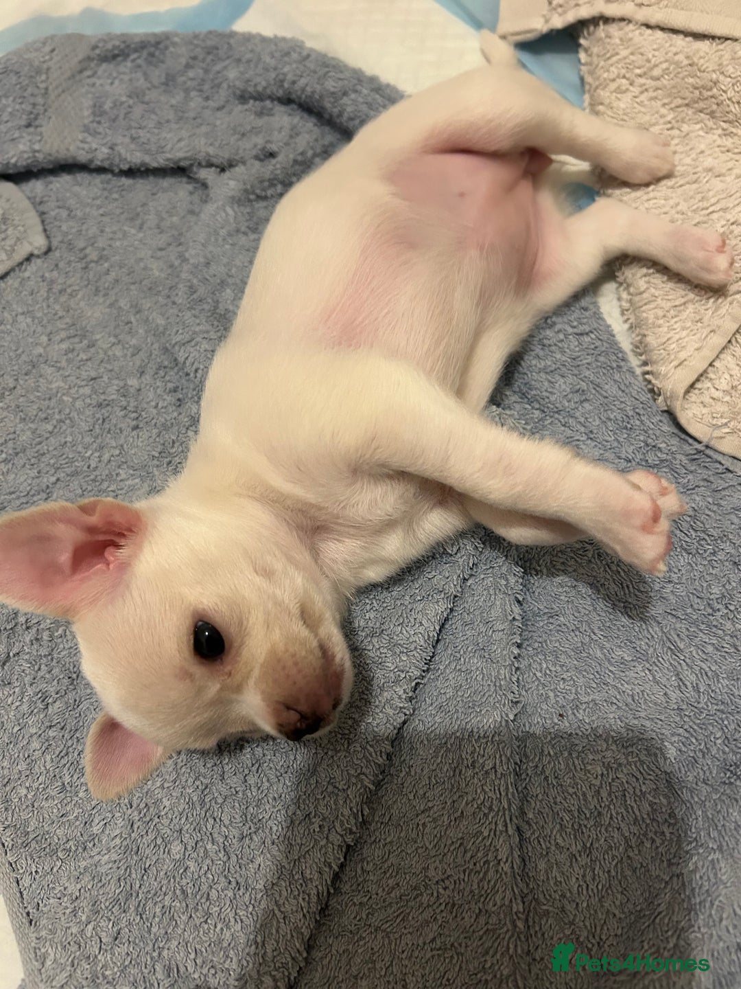 Chihuahua dogs for sale: Chilhuahua puppies  - Image 14