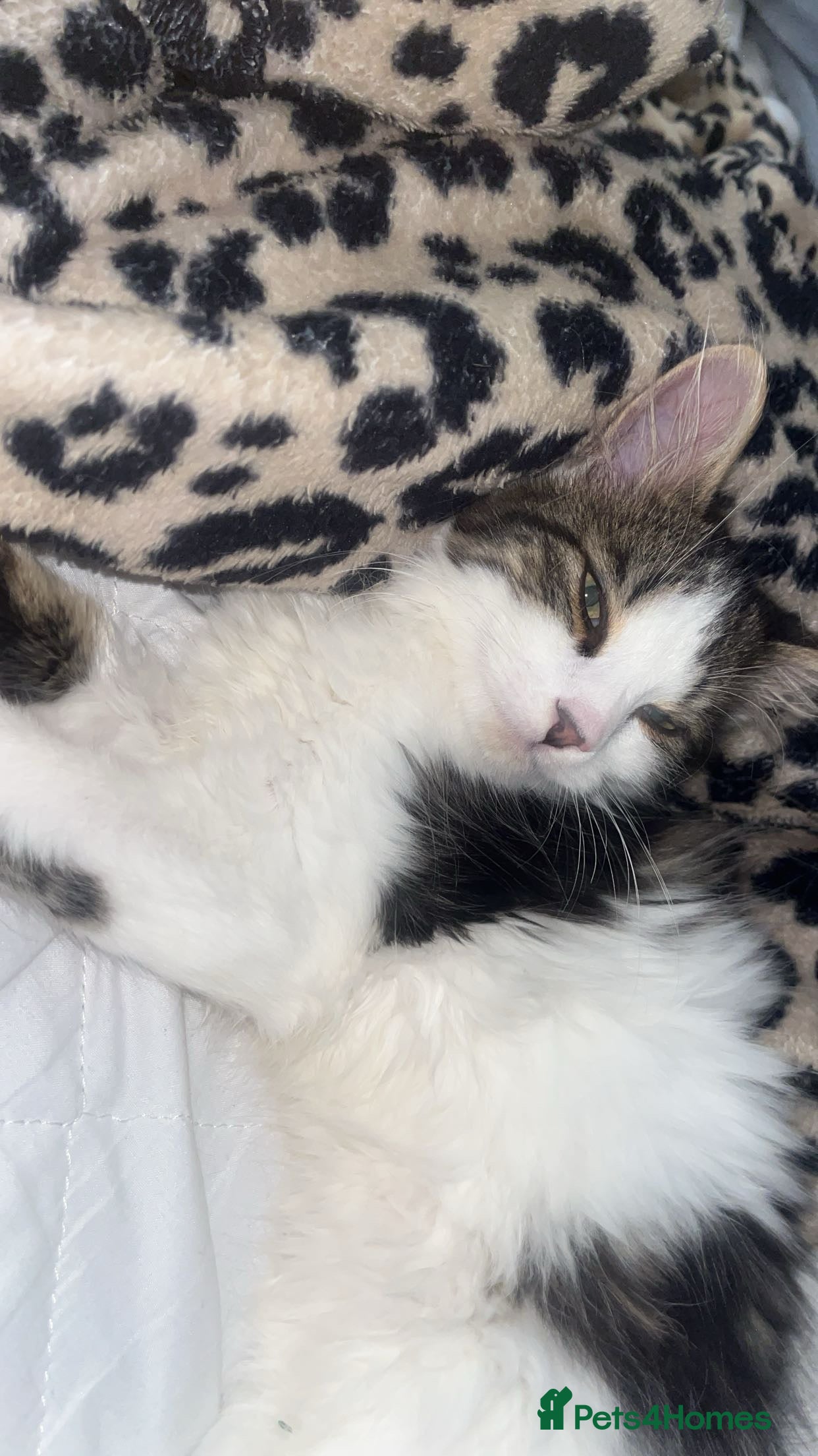 British Longhair cats 4 month old kitten  - Advert 1