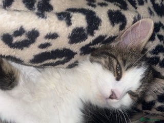 British Longhair cats 4 month old kitten - Advert 15