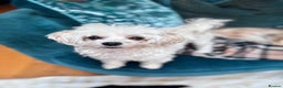Maltipoo dogs for sale: Maltipoo boy - Advert 2
