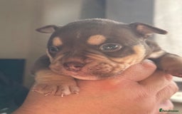 Mixed Breed dogs for sale: Stunning English bulldog mix pocket bully  - Image 26