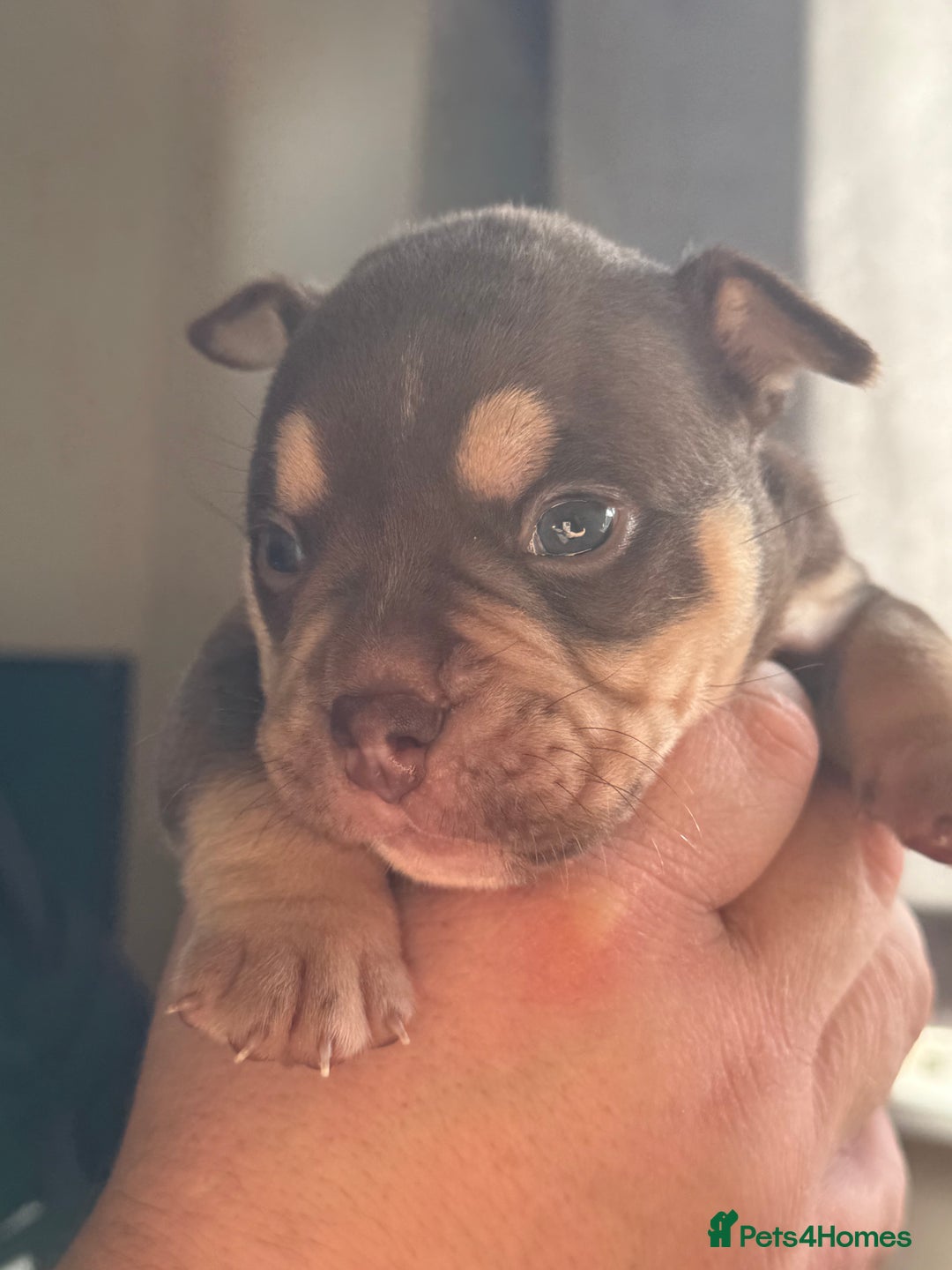 Mixed Breed dogs for sale: Stunning English bulldog mix pocket bully  - Image 26