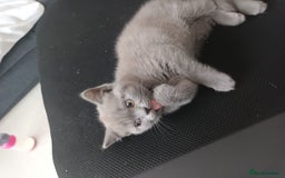 British Shorthair cats for sale: ONLY ONE FEMALE BRITISH SHORTHAIR LEFT - Image 20