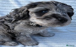 Cavapoo dogs for sale: 🌟HEALTH TESTED F1B CAVAPOO MERLE STUNNING PUPPIES - Image 21