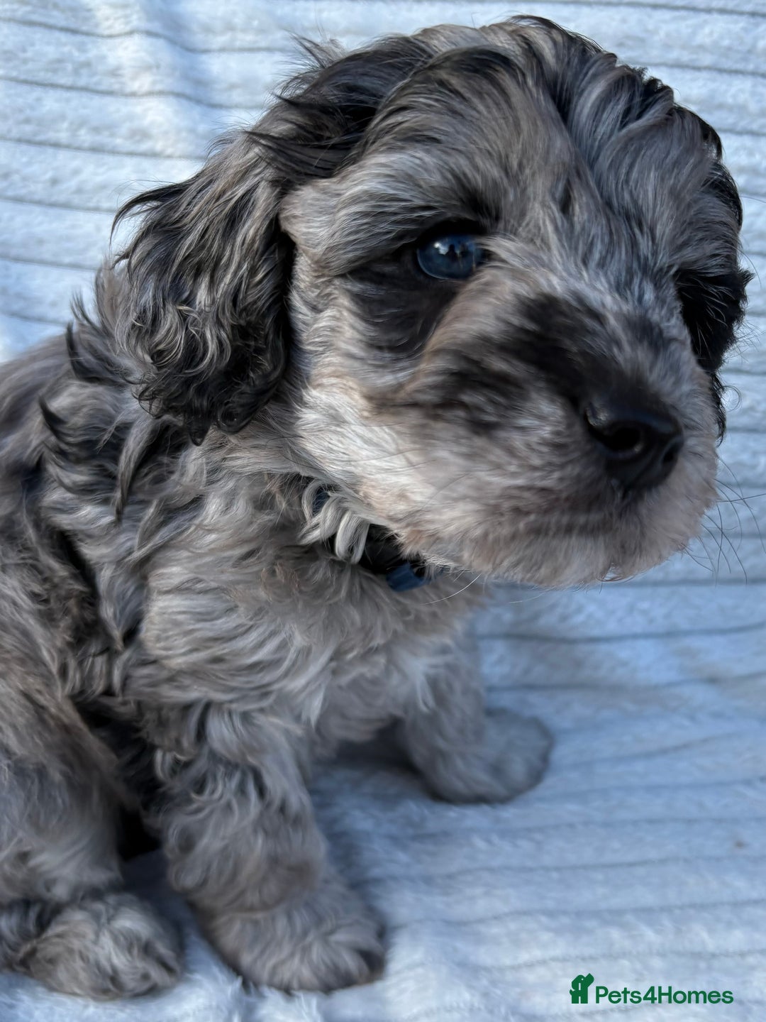 Cavapoo dogs for sale: 🌟HEALTH TESTED F1B CAVAPOO MERLE STUNNING PUPPIES - Image 21