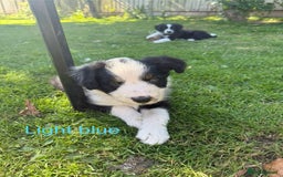 Mixed Breed dogs for sale: Border colllie/bearded collie pups  - Image 13
