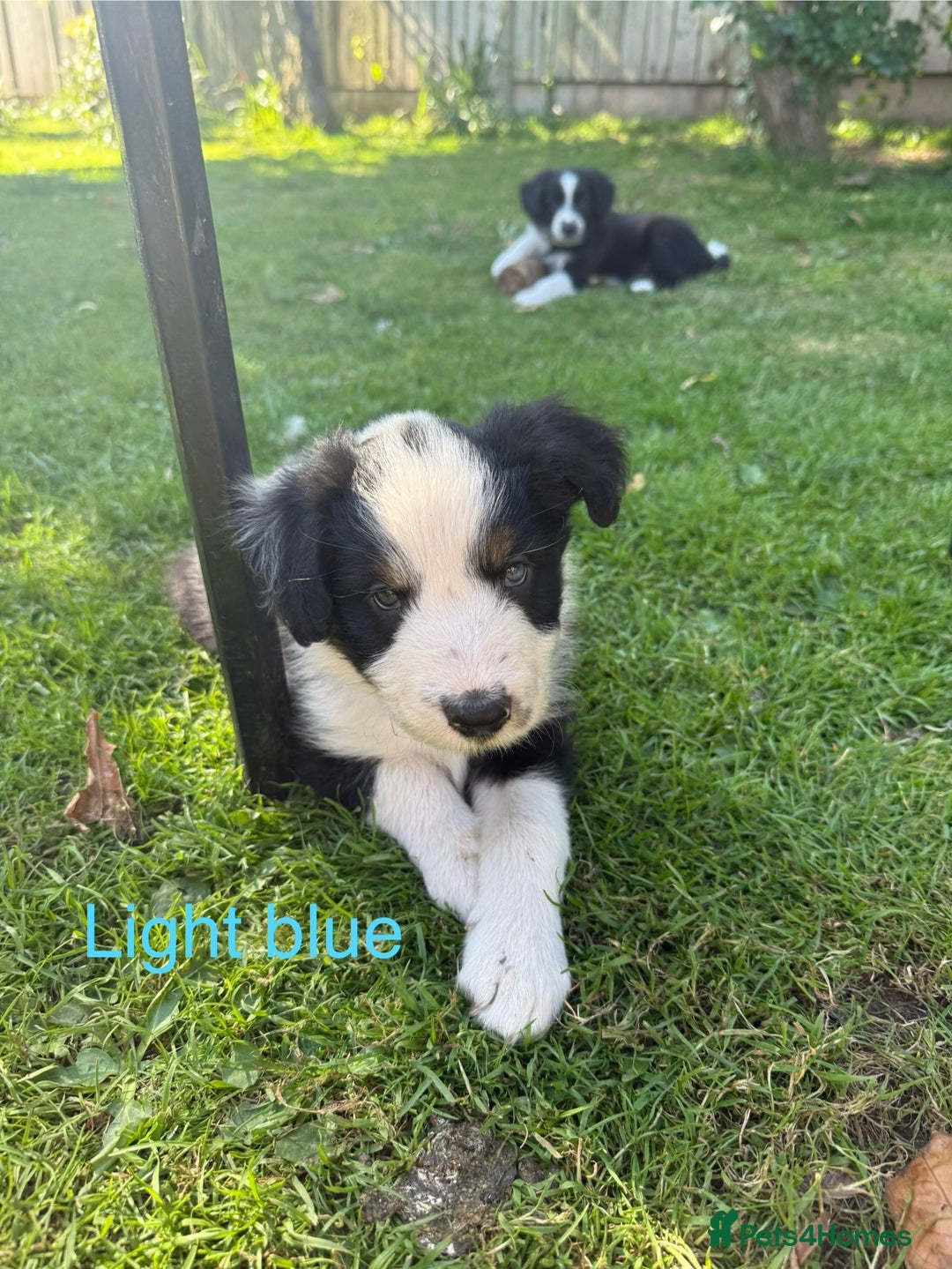 Mixed Breed dogs for sale: Border colllie/bearded collie pups  - Image 13