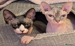 Sphynx cats for sale: Boy and girl syphnx  - Image 4