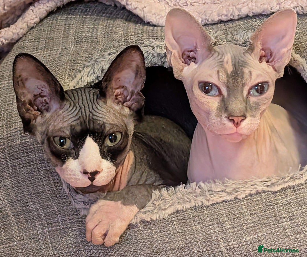 Sphynx cats for sale: Boy and girl syphnx  - Image 4