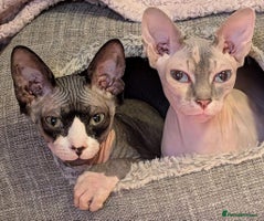 Sphynx cats - Advert 5