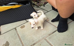 Jack Russell dogs for sale: Jolly Joyful Jack Russells  - Image 3