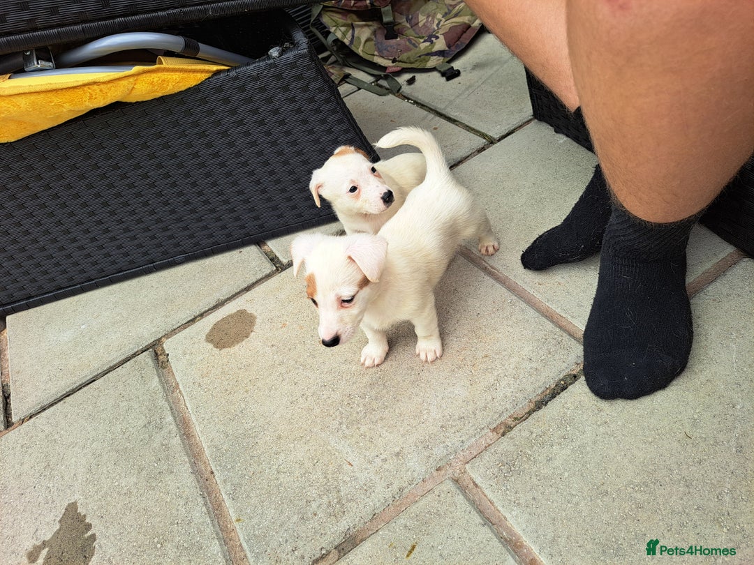 Jack Russell dogs for sale: Jolly Joyful Jack Russells  - Image 3