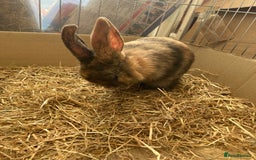 Mixed Breed rabbits for sale: Baby rabbits  in Birmingham - Image 5