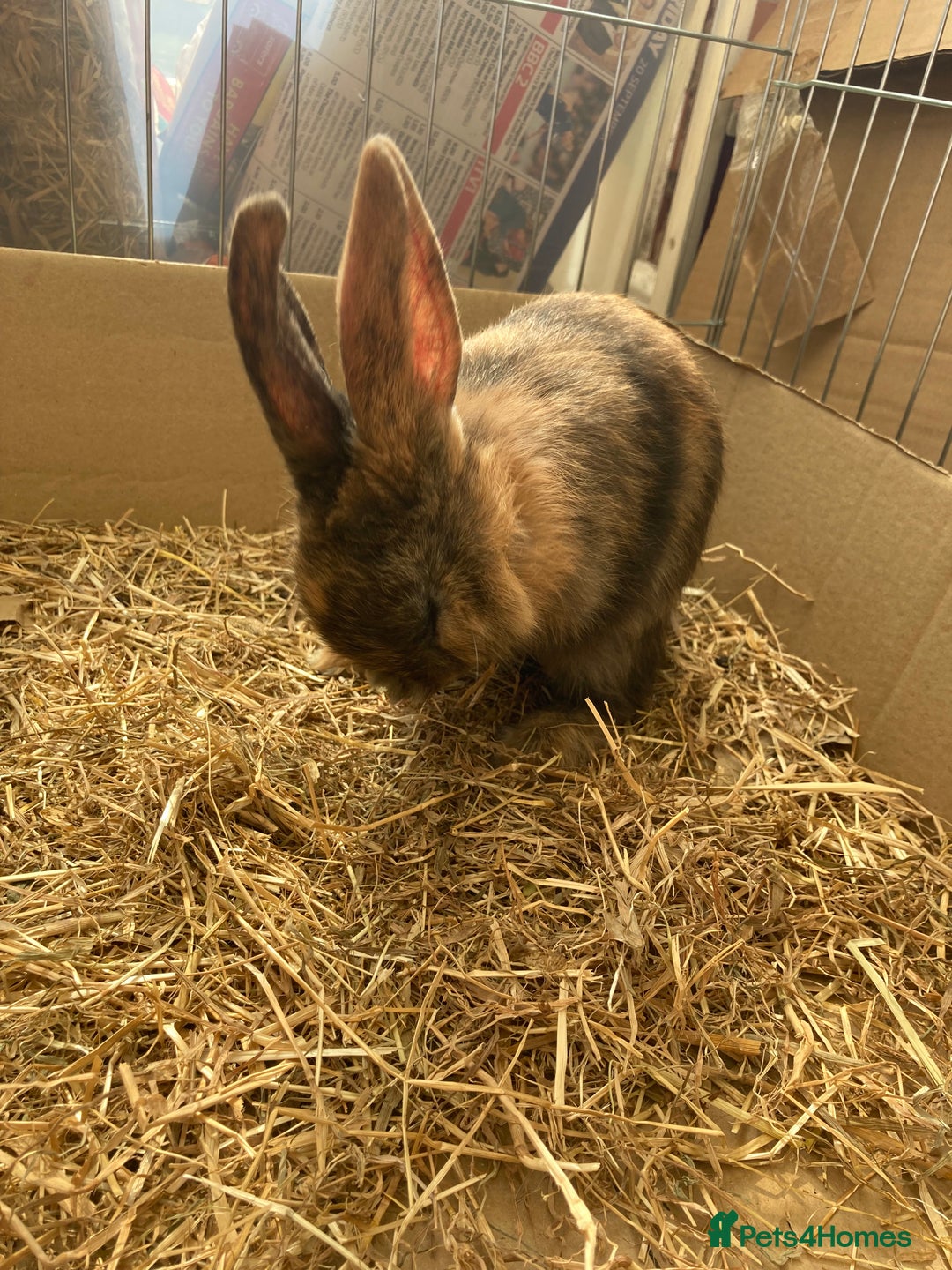 Mixed Breed rabbits for sale: Baby rabbits  in Birmingham - Image 5