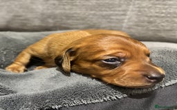 Miniature Dachshund dogs for sale: Beautiful Miniature Dachshund Puppies - Image 7