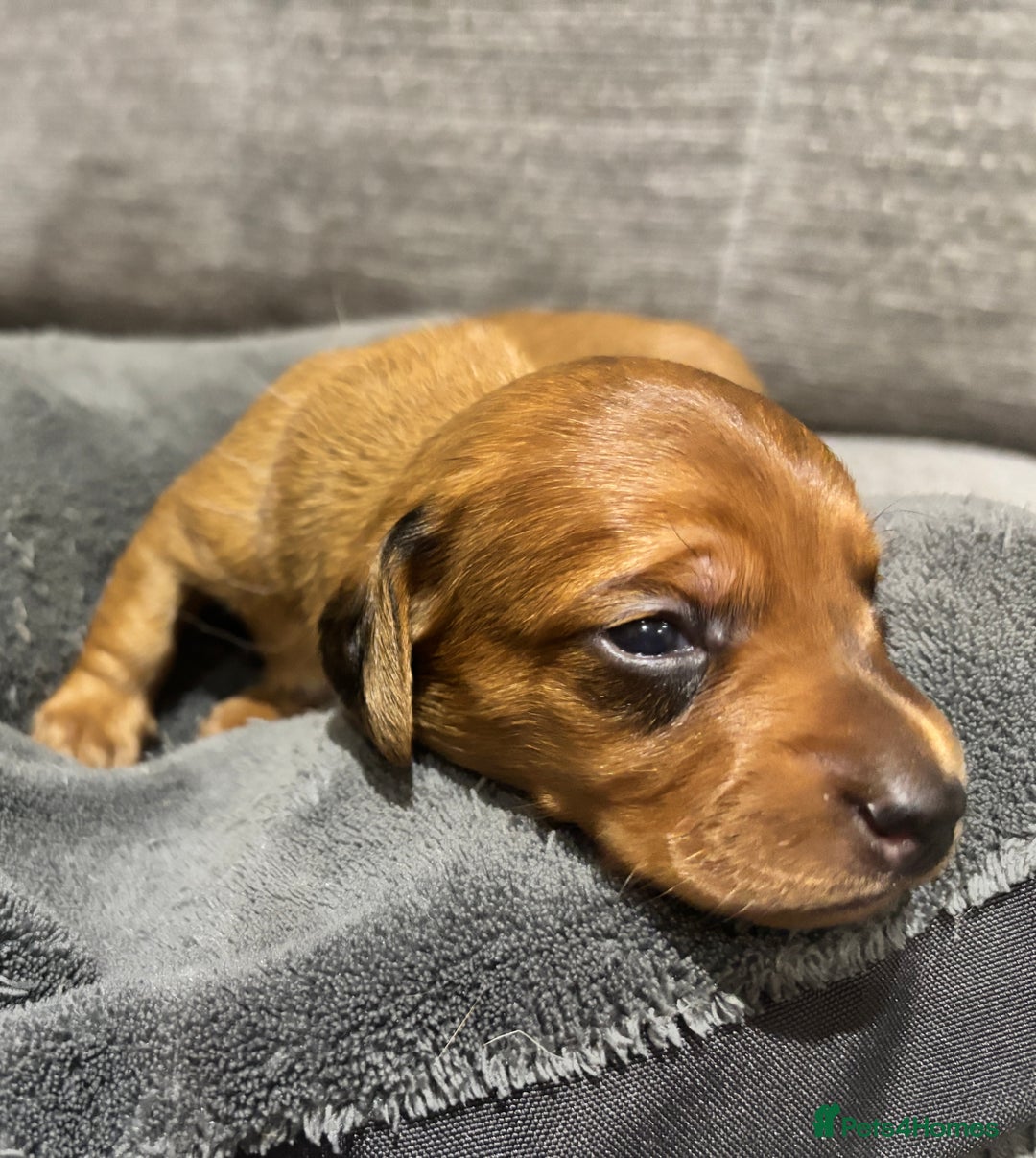 Miniature Dachshund dogs for sale: Beautiful Miniature Dachshund Puppies - Image 7