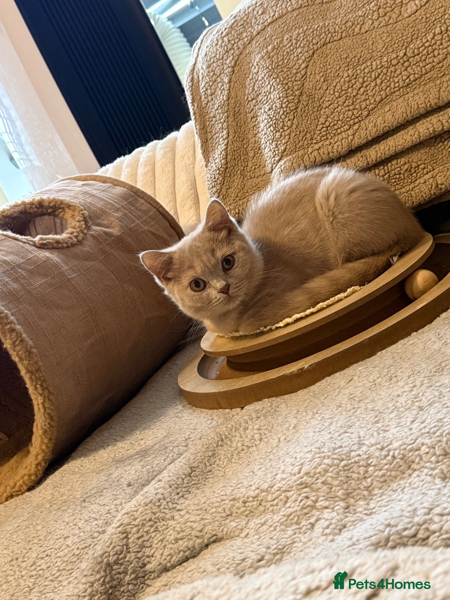 British Shorthair cats 🐾BEAUTIFUL BSH 2 LEFT READY TO GO🐾   - Advert 1