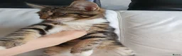 Maine Coon cats for sale: 2 Maine Coon Cross kittens for sale - Advert 5