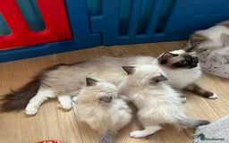 Ragdoll cats for sale: GCCF registered Ragdoll Kittens - Image 5