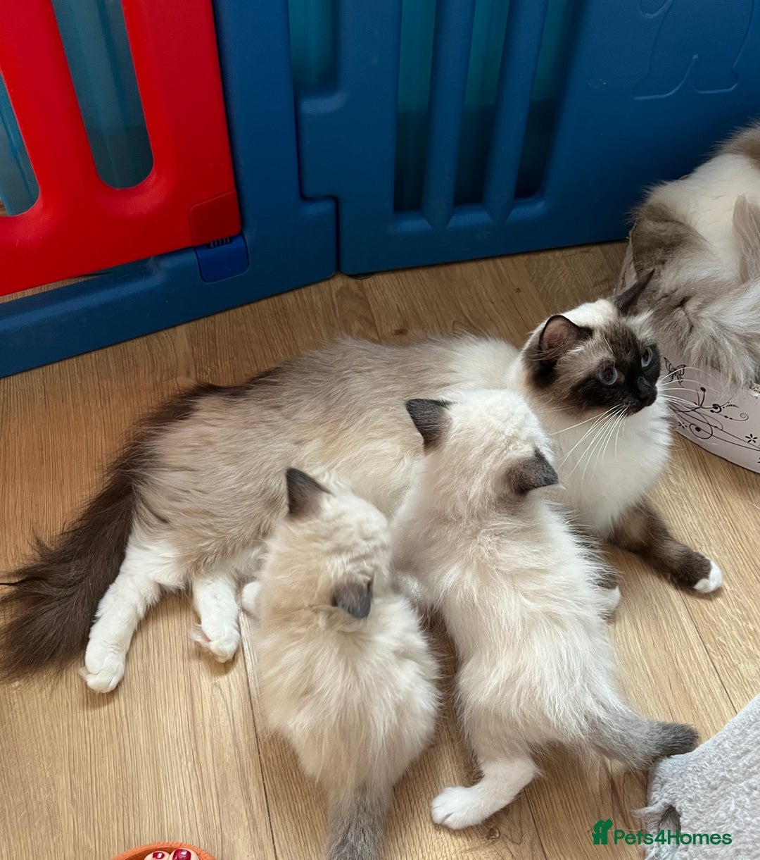 Ragdoll cats for sale: GCCF registered Ragdoll Kittens - Image 5
