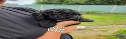 Miniature Poodle dogs for sale: Miniature poodle first litter  - Advert 3