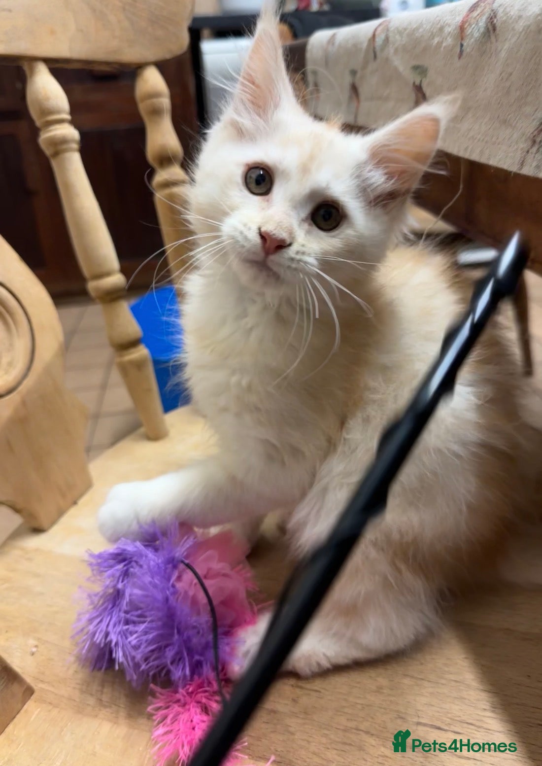 Maine Coon cats Ready to leave.. Beautiful Male only.  - Advert 2