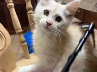 Maine Coon cats Ready to leave.. Beautiful Male only. - Advert 2