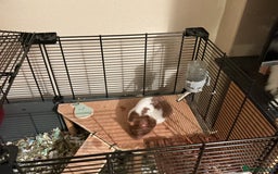 Hamster rodents for sale: Hamster for sale - Image 1
