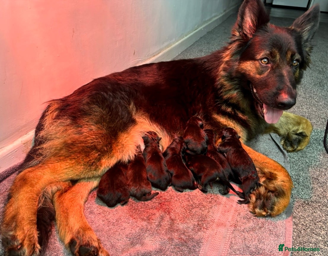 German Shepherd dogs Beautiful German Shepherd Puppies  - Advert 2