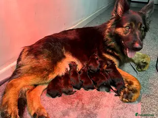 German Shepherd dogs Beautiful German Shepherd Puppies - Advert 6