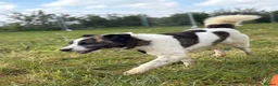 Mixed Breed dogs for adoption: Laura - Norwich Norfolk  in Norwich - Advert 13