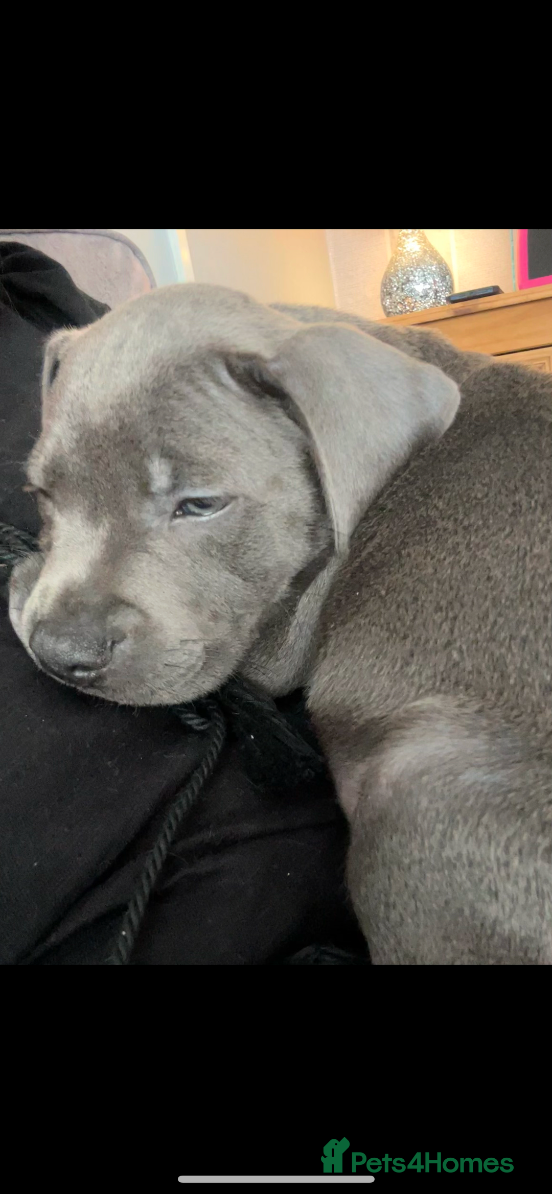 Staffordshire Bull Terrier dogs for sale: Blue staff pups  - Image 33