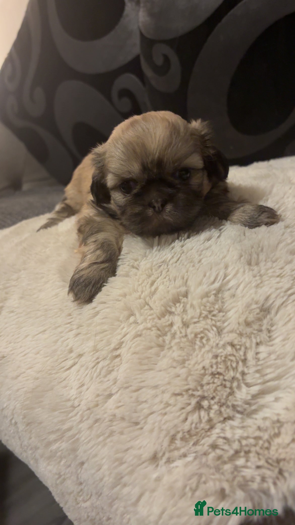 Shih Tzu dogs Shih Tzus puppies - Advert 5