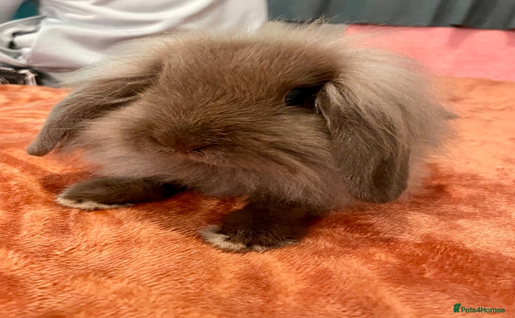 Mini Lion Lop rabbits - Advert 1