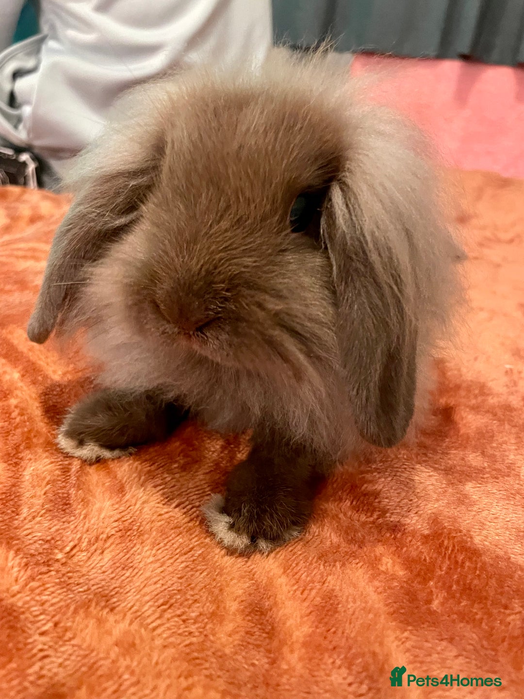 Mini Lion Lop rabbits for sale: Mini lop  - Image 1