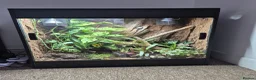 Gecko reptiles for sale: Phelsuma grandis gecko  in Southampton - Advert 5