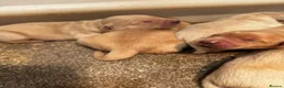Golden Retriever dogs for sale: Fantastic golden retriever  - Advert 20
