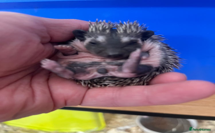 Pygmy Hedgehog rodents - Advert 2