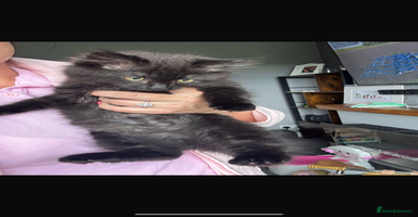 British Longhair cats - Advert 13